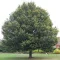 Mezei juhar 'Acer camp Huibers Elegant' K25 3xi 8/10