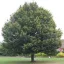 Mezei juhar 'Acer camp Huibers Elegant' K25 3xi 8/10