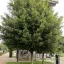 Mezei juhar 'Acer campestre Elsrijk' K20