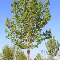 Oszlopos mezei juhar 'Acer campestre Lienco' K35 