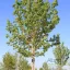Oszlopos mezei juhar 'Acer campestre Lienco' K35 