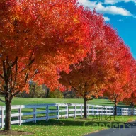 Őszi tűzjuhar 'Acer freemanii Autumn Blaze' K15 