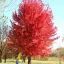 Őszi tűzjuhar 'Acer freemanii 'Autumn Blaze' K25