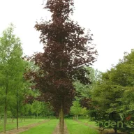   Vérjuhar bordó levelű juhar 'Acer plat. 'Crimson King' K10 6/8