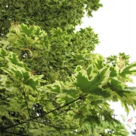   Tarka korai juhar 'Acer plat. Drummondii' K18 3xi 6/8