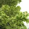 Tarka korai juhar 'Acer plat. Drummondii' K15