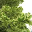 Tarka korai juhar 'Acer plat. Drummondii' K15
