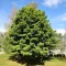 Korai Juhar 'Acer plat. Emerald Queen' K15 