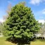 Korai Juhar 'Acer plat. Emerald Queen' K15 