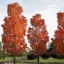 Oszlopos vörös juhar 'Acer rubrum Scanlon' K20/25 