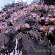   Bordó levelű selyemakác 'ALBIZIA JULIBRISSIN SUMMER CHOCOLATE'