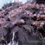 Bordó levelű selyemakác 'ALBIZIA JULIBRISSIN SUMMER CHOCOLATE'