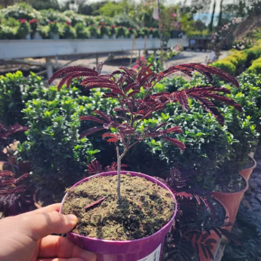 Bordó levelű selyemakác 'ALBIZIA JULIBRISSIN SUMMER CHOCOLATE'