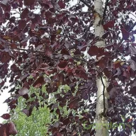   Bordó levelű nyír 'Betula pendula 'Royal Frost' K7,5 150/200