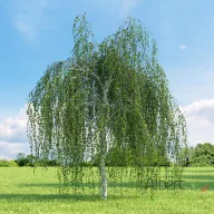   Csüngő nyír 'Betula pendula 'Youngii'  K25 T200