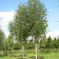   Himalájai nyír 'Betula utilis 'Doorenbos'  K25