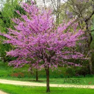 Kanadai júdásfa 'Cercis canadensis' K13 