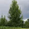 Keskenylevelű kőris 'Fraxinus ang. 'Raywood'  K18 