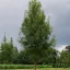 Keskenylevelű kőris 'Fraxinus ang. 'Raywood'  K18 