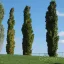 Oszlopos ámbrafa 'Liquidambar st. 'S. Silhouette' K10,5 