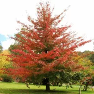 Ámbrafa '  Liquidambar st. 'Worplesdon' K15 