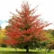 Amerikai ámbrafa 'Liquidambar styraciflua' K15