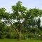Nagylevelű császárfa 'Paulownia tomentosa'  K12 