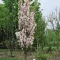 Oszlopos japán díszcseresznye 'Prunus ser. 'Amanogawa' K10,5 