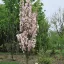 Oszlopos japán díszcseresznye 'Prunus ser. 'Amanogawa' K10,5 