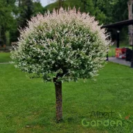   Tarkalevelű Japán Fűz 'Salix integra 'Hakuro-Nishiki'