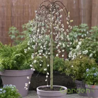 Csüngő Barkafűz 'Salix caprea 'Pendula'