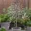 Csüngő Barkafűz 'Salix caprea 'Pendula'