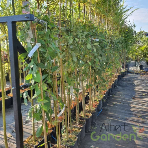 Csüngő Barkafűz 'Salix caprea 'Pendula'