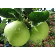 Granny Smith alma