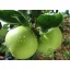 Granny Smith alma