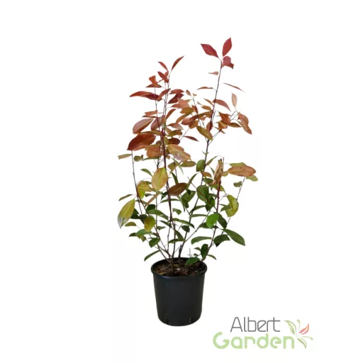 Korallberkenye 'Photinia Fraseri Red Robin'