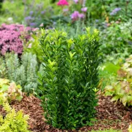   Oszlopos japán kecskerágó 'Euonymus japonicus Green spire' 