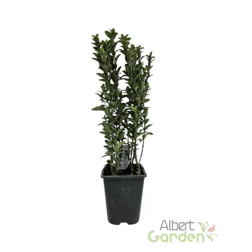 Oszlopos japán kecskerágó 'Euonymus japonicus Green spire' 