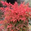Japán szentfa 'NANDINA DOMESTICA GULF STREAM BUSH CLT 3'