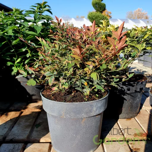 Japán szentfa 'NANDINA DOMESTICA GULF STREAM BUSH CLT 3'