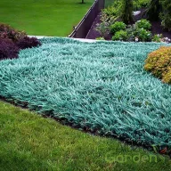   Kék kúszó henyeboróka 'Juniperus horizontalis Blue Chip'