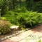 Kínai boróka 'Juniperus chinensis Mint Julep'