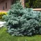Törpe ezüstfenyő 'Picea pungens Waldbrunn'