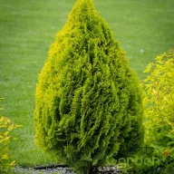 Arany keleti tuja 'Thuja orientalis 'Aurea'