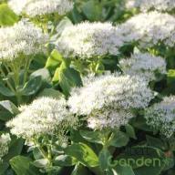 Varjúháj ' Sedum spectabile Stardus'