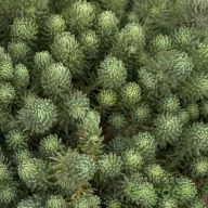 Varjúháj ' Sedum forsterianum Elegans'