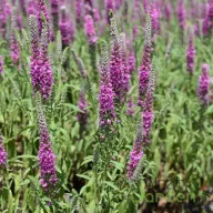 Lila-magenta macskafarkú veronika Eveline évelő kerti virág, magas karcsú virágfüzérek tömegesen