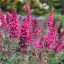 Törpe nyári orgona 'Buddleja davidii 'Butterfly Candy Little Cerise'