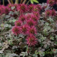 Tüskésdiócska 'Acaena microphylla'