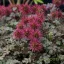 Tüskésdiócska 'Acaena microphylla'